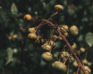 Kukui nuts on a tree