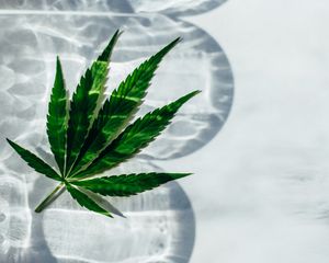 Hemp leaf